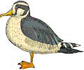 Duck 47