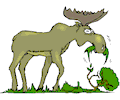 Moose Eating