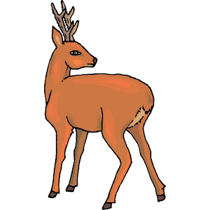 Deer 24