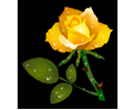 Rosa Amarela - Yellow Rose
