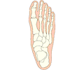 Bones - Foot