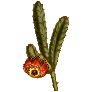 Revolute-flowered stapelia
