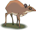 Antelope Dwarf