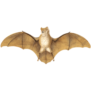 Gervais's funnel-eared Bat