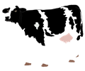 Realistic Cow Illustration