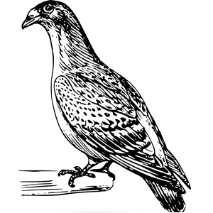 carriage pigeon 01