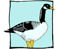 Duck 36