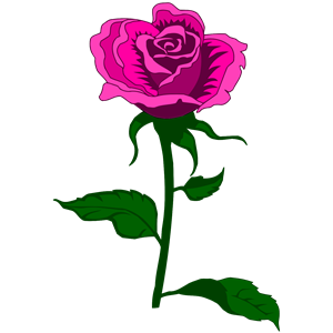 Rose 27 (colour 3)