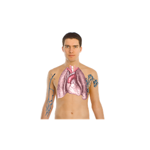Human Body Anatomy Basics