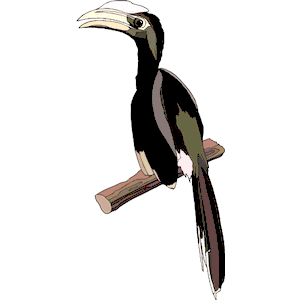 Hornbill 5