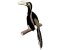 Hornbill 5