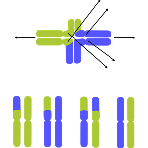 Translocated Chromosomes