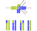 Translocated Chromosomes