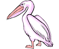 Pelican 05