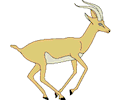 Antelope 001