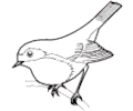 Sparrow 05