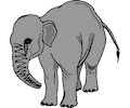 Elephant 11