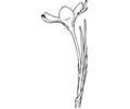 Open Crocus Flower