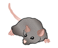 mouse - coloured