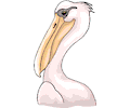 Pelican 14