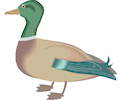 Duck 18