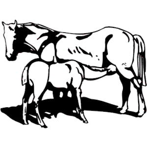 Horse Colt