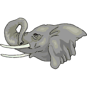 Elephant 17