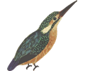 Kingfisher (isolated)