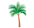 palm , tree