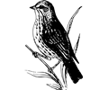 Baird sparrow