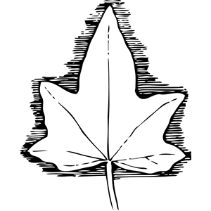 ivy leaf 3