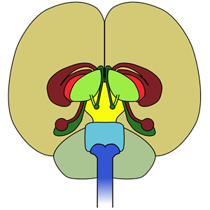 brain-front view
