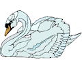 Swan 18
