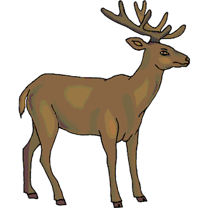 Deer 23
