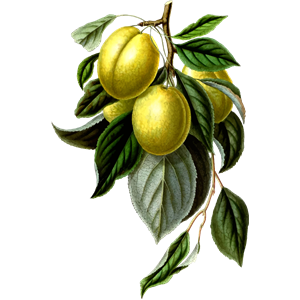 Golden esperen plum