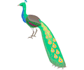 Peacock 2