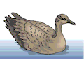 Goose 16