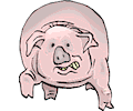 Pig Stressed