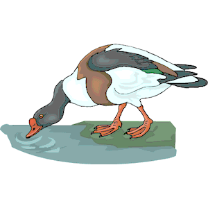 Duck 62