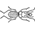 Beetle (mecynognathus damelii)