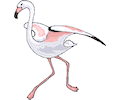 Flamingo 19