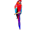 Macaw 4