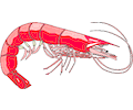 Shrimp 12