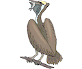 Pelican 19