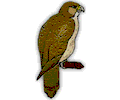 Falcon on a perch