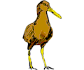 Bird 08