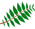 Pinnate Leaf