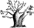 Gouty-stem tree