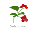 Smilax china