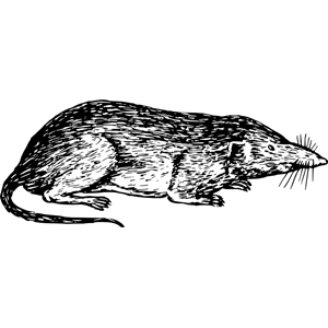 Shrew clipart, cliparts of Shrew free download (wmf, eps, emf, svg, png ...
